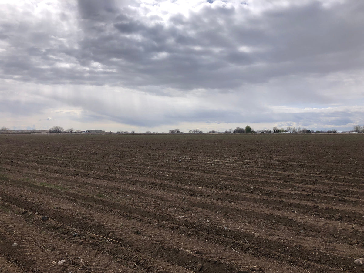 Spring Planting in Wyoming: Where Our Gluten-Free Oats Begin