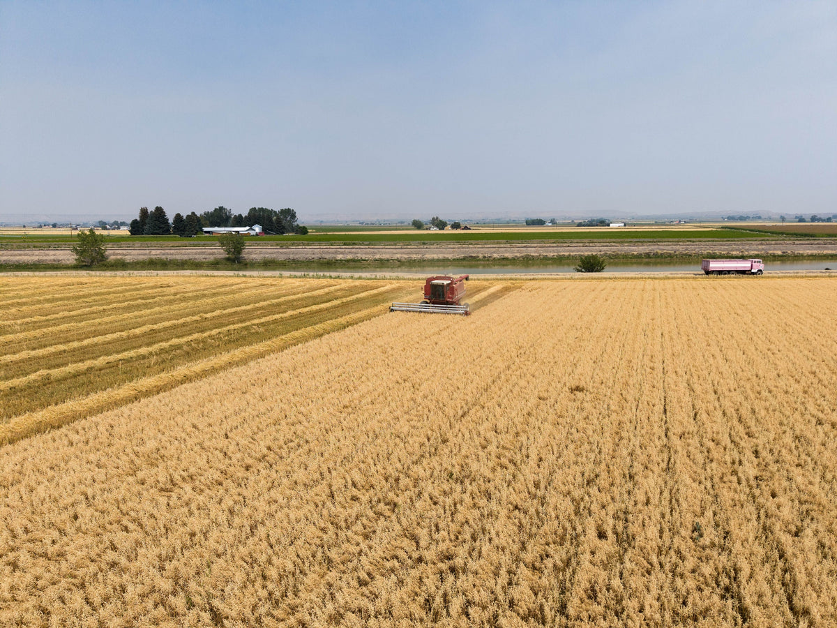 2026 Oat Harvest