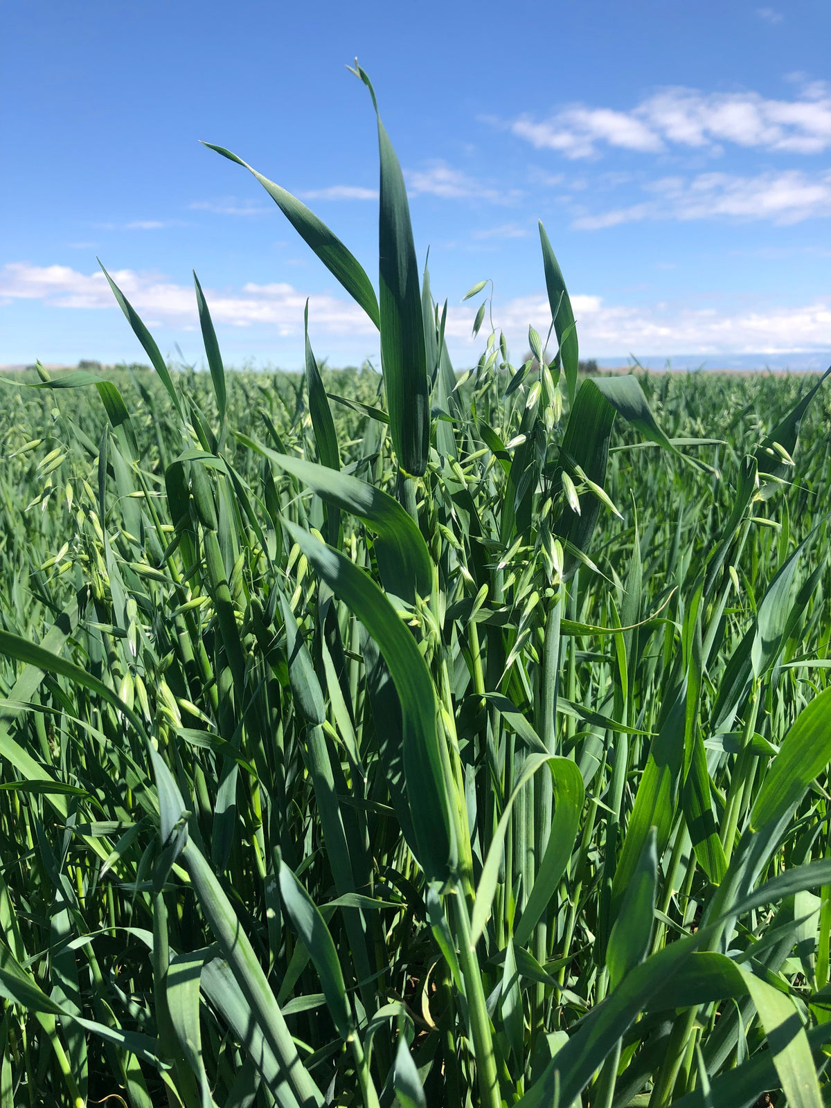 Growing Season in Wyoming: Watching Our Gluten-Free Oats Grow